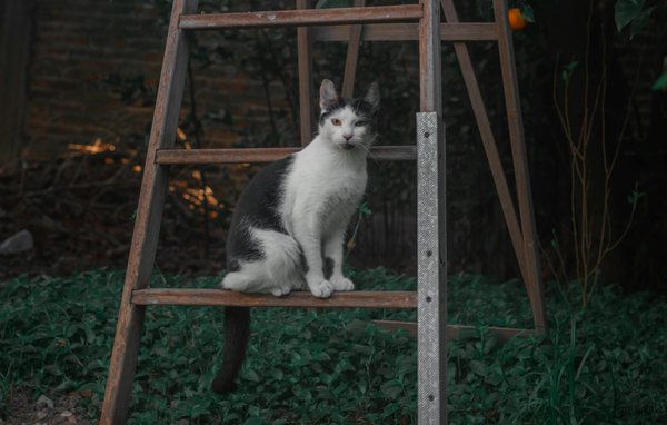 Révolutions Modernes dans la Lutte contre les Maladies Infectieuses : Innovations et Stratégies Émergentes